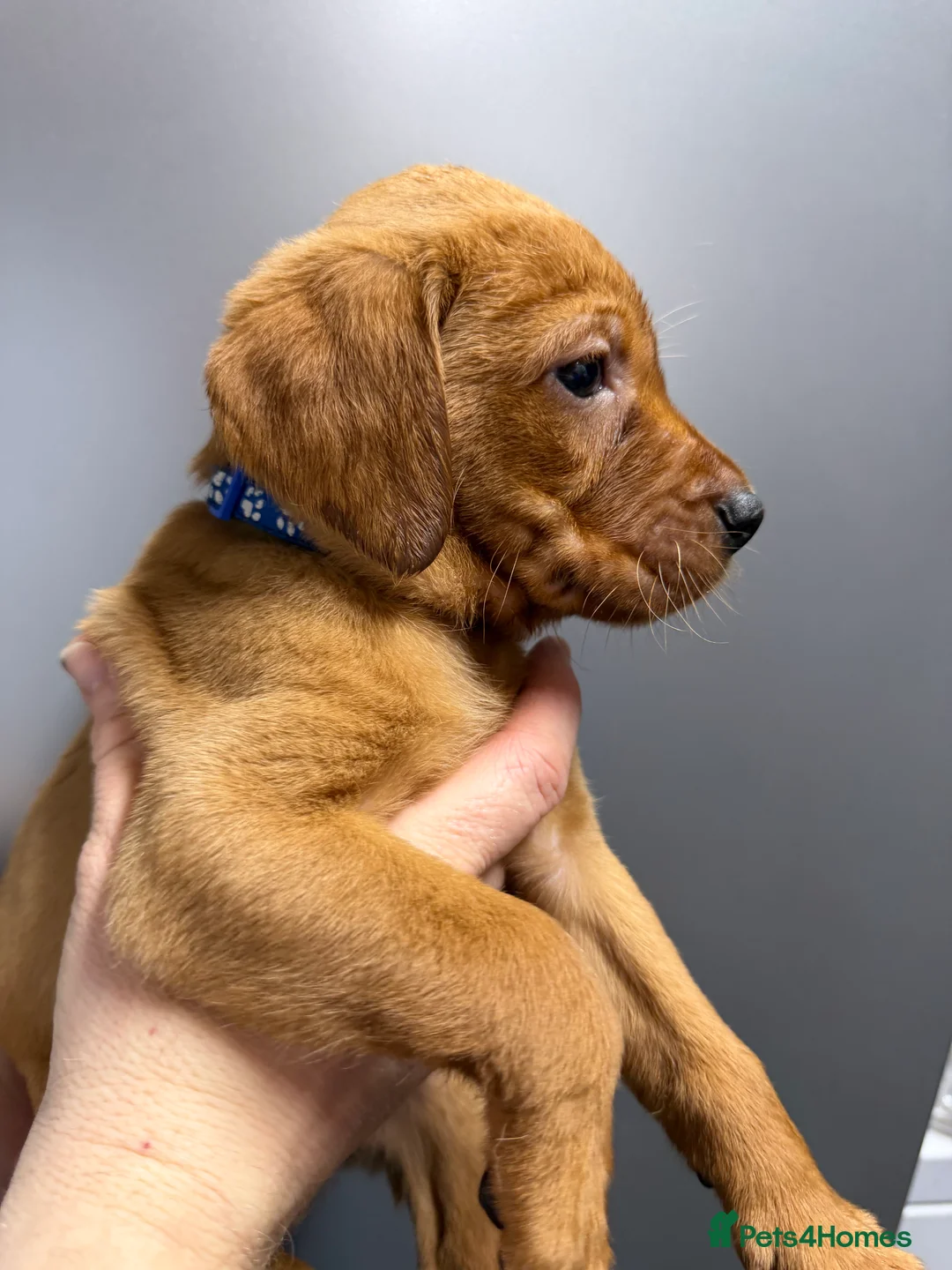 Labrador Retriever dogs for sale: KC Reg Labrador Puppies (mix of Red/blonde) - Advert 14