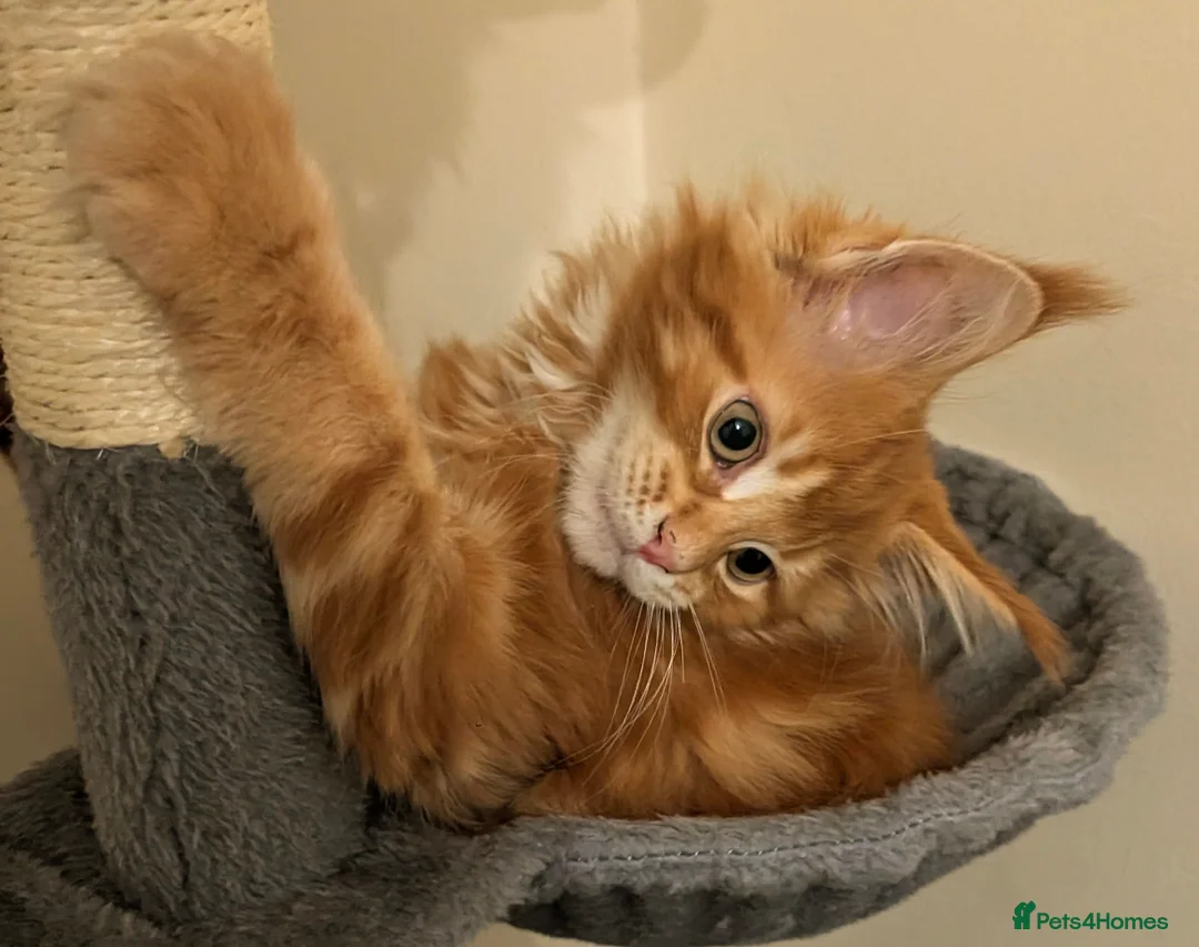 Maine Coon cats for sale: Ready to be re-homed - Advert 12