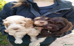 Cockapoo dogs for sale: F1 Chocolate Choc/Tan and Gold Cockapoo Puppies - Image 27