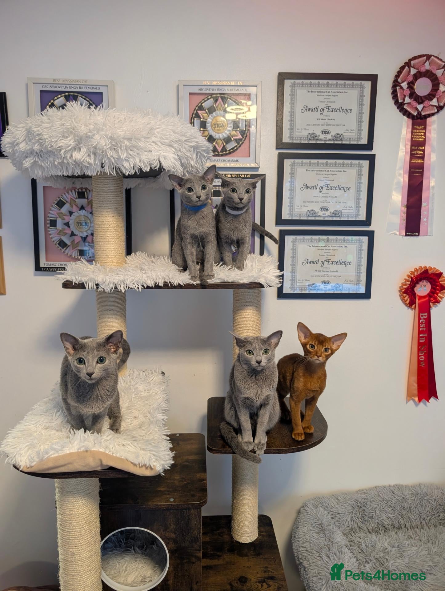 Russian Blue cats Full Pedigree American Line Russian Blue  - Advert 1