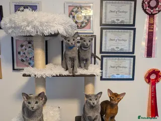 Russian Blue cats Full Pedigree American Line Russian Blue - Advert 1
