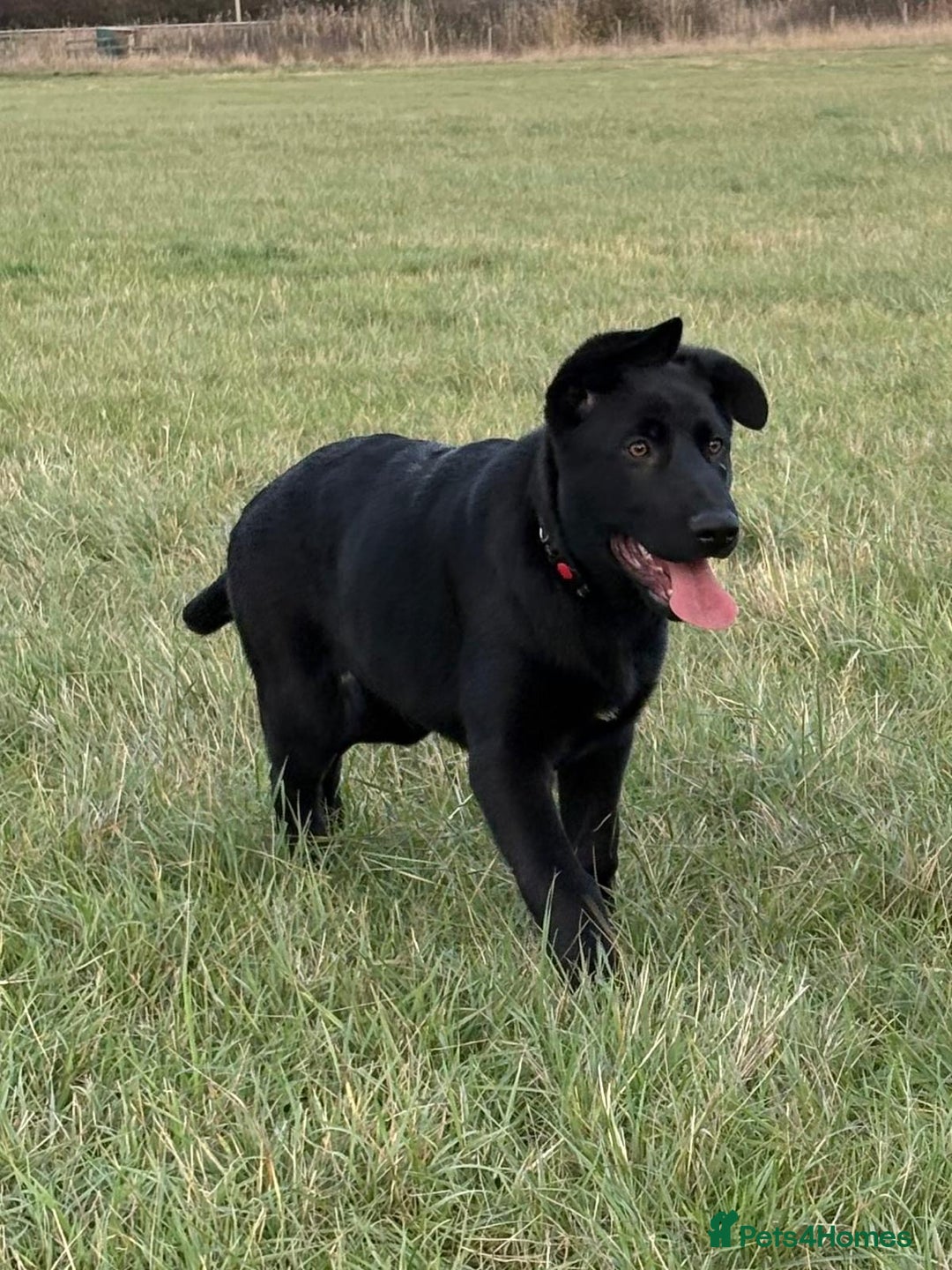 German Shepherd dogs for sale: KC Reg DDR GSD Puppy Rare Bloodline - Advert 2