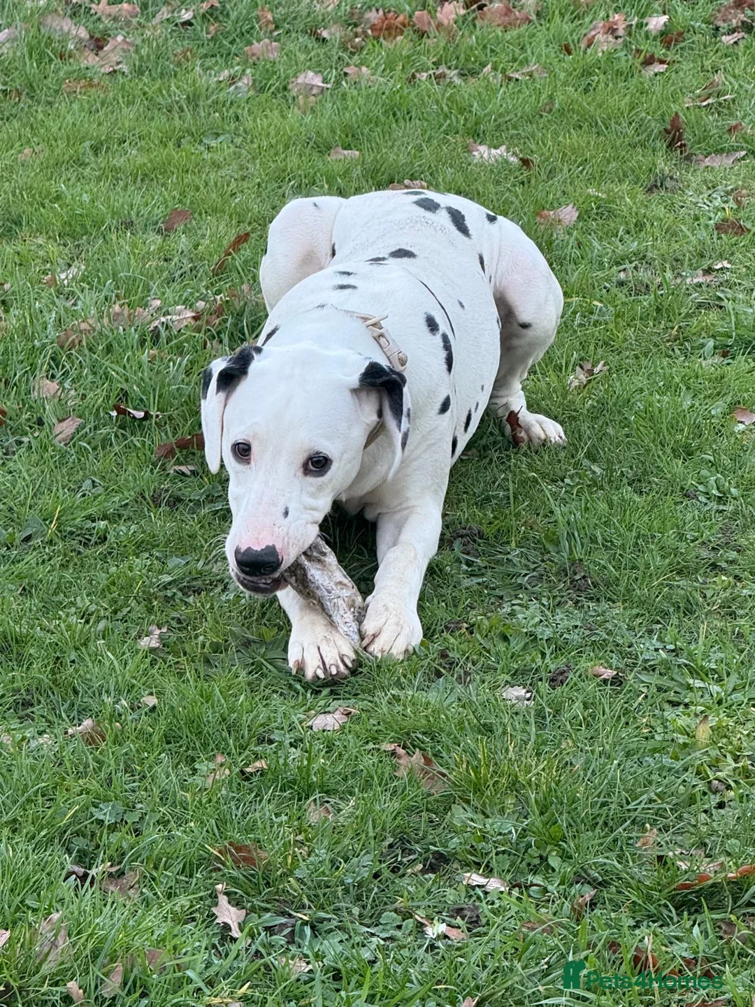 Dalmatian dogs for sale: Male dalmation looking for energetic family - Advert 2