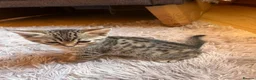 Mixed Breed cats for sale: Mixed breed cheeto kittens  - Advert 6