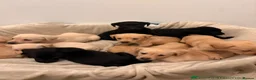 Labrador Retriever dogs for sale: Sweet Labrador Puppy Needs a New Family in Wembley - Advert 8