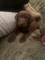 Labrador Retriever dogs Labrador puppies - Advert 1