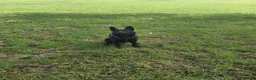 Belgian Shepherd Dog dogs for sale: Female Belgian Shepherd in Sheffield - Advert 8
