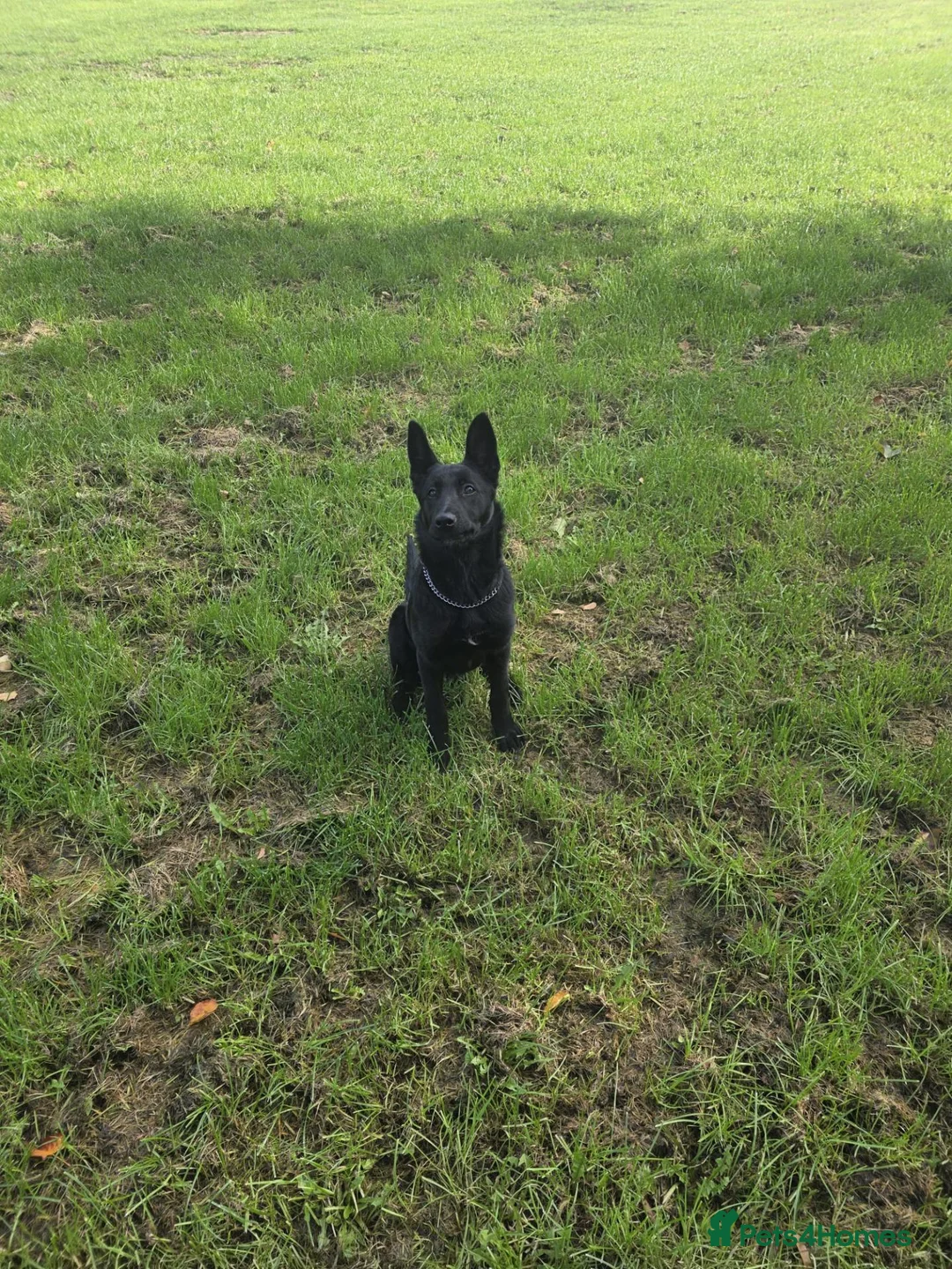 Belgian Shepherd Dog dogs for sale: Female Belgian Shepherd in Sheffield - Advert 8