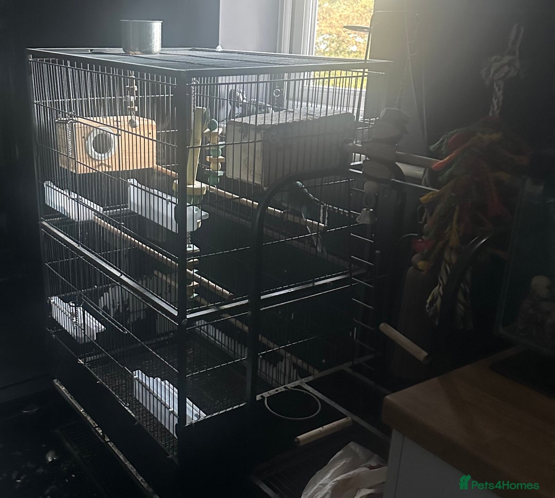 Parakeets birds for sale: Male kakariki  - Image 4