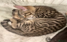 Mixed Breed cats for sale: 😻friendly kittens looking for forever homes - Image 5