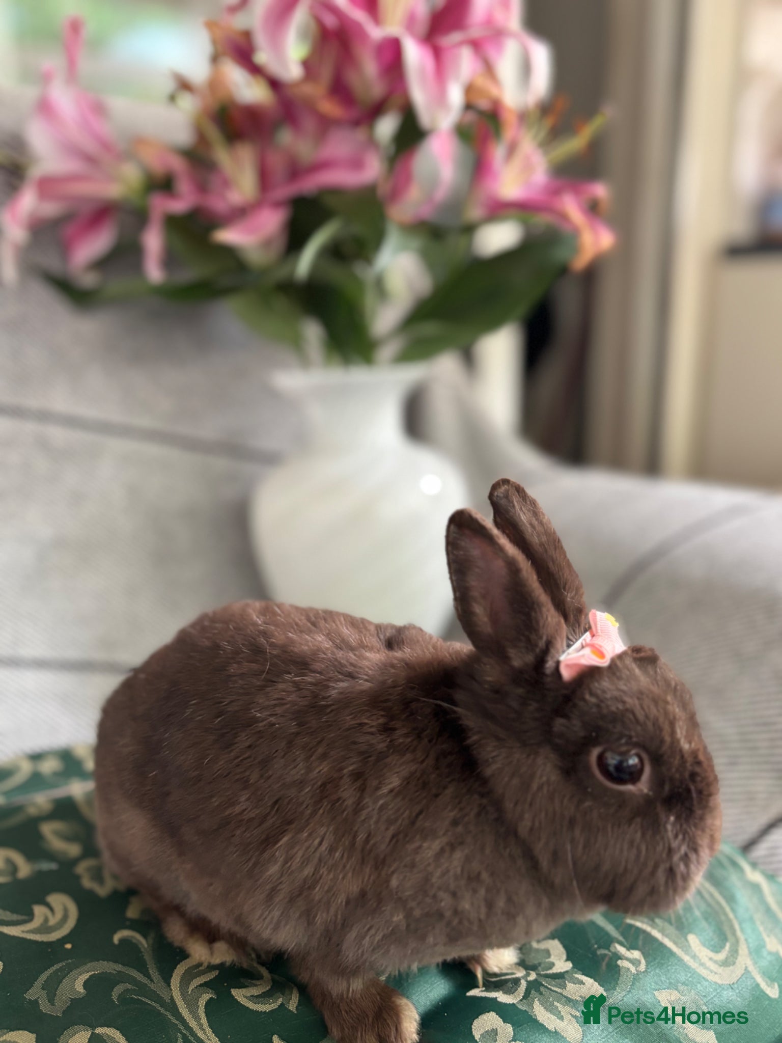 Netherland Dwarf rabbits Buns for rehoming 5* free roam homes only please - Advert 5