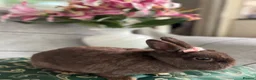 Netherland Dwarf rabbits for sale: Buns for rehoming 5* free roam homes only please - Advert 1