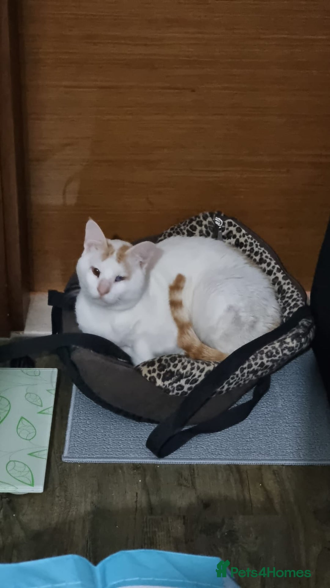 Mixed Breed cats for adoption: [Indoors only] Tom, Bryan, Ezzie: cuddliest boys - Image 6