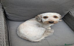 Cockapoo dogs for sale: 1 year old Cockapoo - Image 3