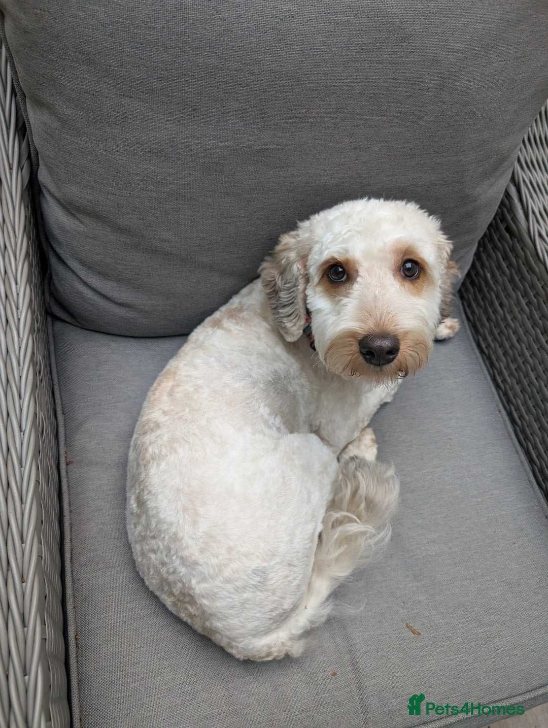 Cockapoo dogs for sale: 1 year old Cockapoo - Image 3