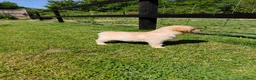 Golden Retriever dogs for sale: KC Registered Golden Retrievers- DNA Health Tested - Advert 7