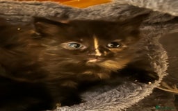 Ragcoon cats for sale: Ragdoll cross Maine coon - Image 25