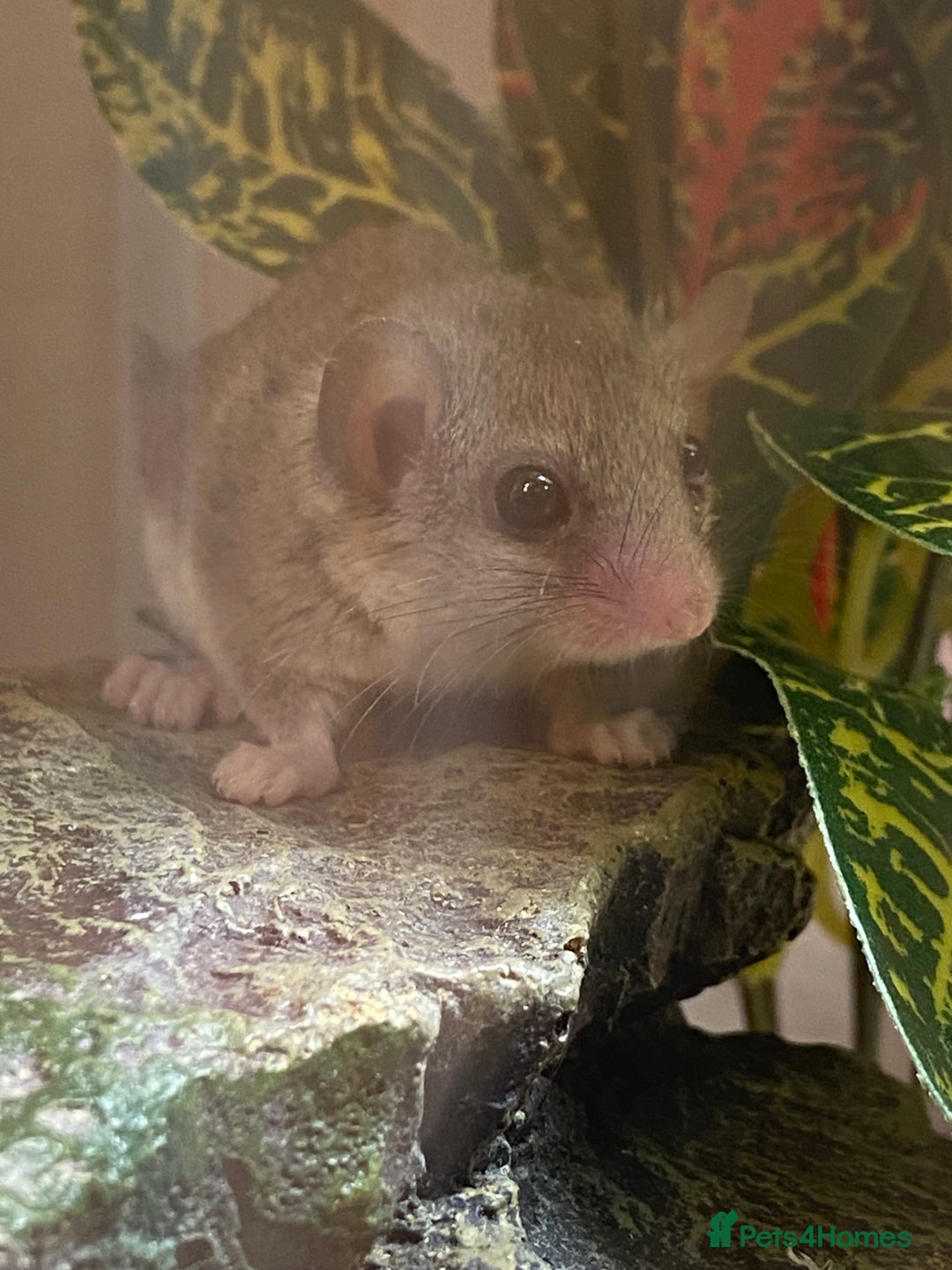 Mouse rodents for sale: 10 weeks old baby squirrels - Image 4