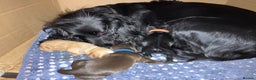 Cocker Spaniel dogs for sale: Working Cocker Spaniel puppy - Available now - Advert 1