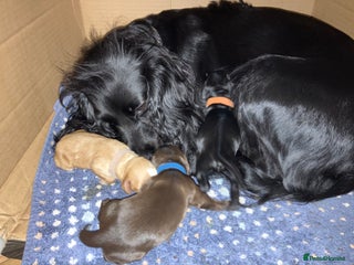 Cocker Spaniel dogs Working Cocker Spaniel puppy - Available now - Advert 2