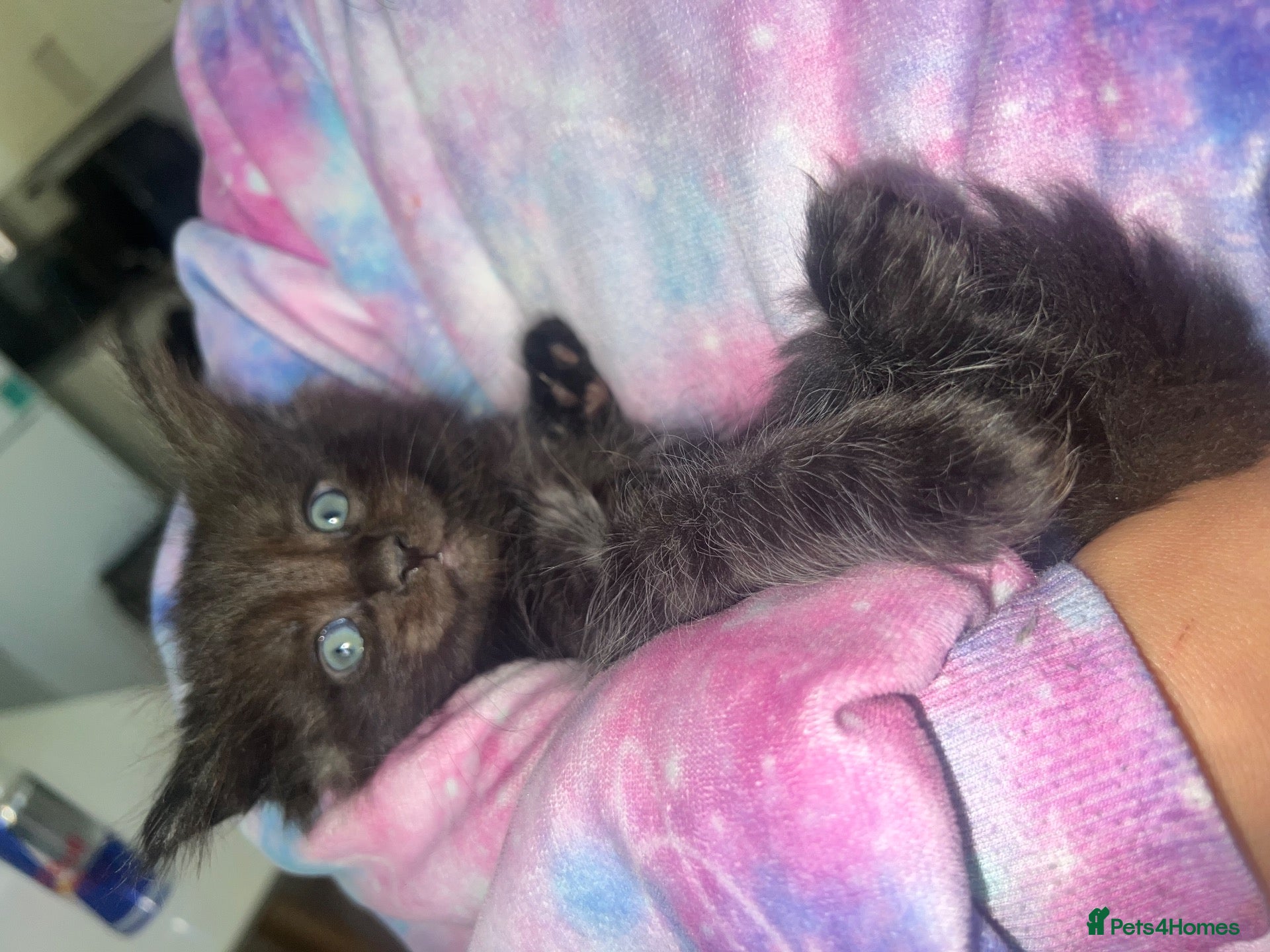 Maine Coon cats 🐾 3 LEFT FLUFFYMainecoon dad is xxl registered 🐾 - Advert 14