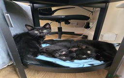 Domestic Shorthair cats for sale: Black kittens 12 weeks ready now - Image 2
