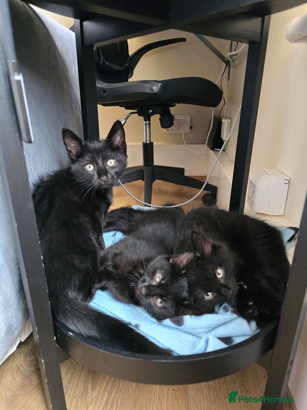 Domestic Shorthair cats for sale: Black kittens 12 weeks ready now - Image 2