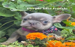 French Bulldog dogs for sale: Beautiful small build fluffy/fluffy carrier french - Image 21