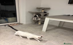 Domestic Shorthair cats for sale: Lovely 5 kittens for sale - Image 5