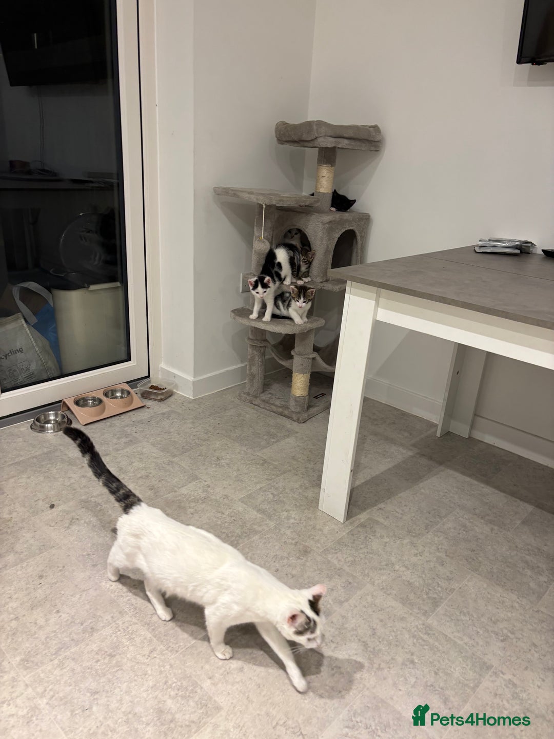 Domestic Shorthair cats for sale: Lovely 5 kittens for sale - Image 5