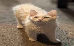 Ragdoll cats for sale: 4 male ragdoll kittens for sale  - Image 3