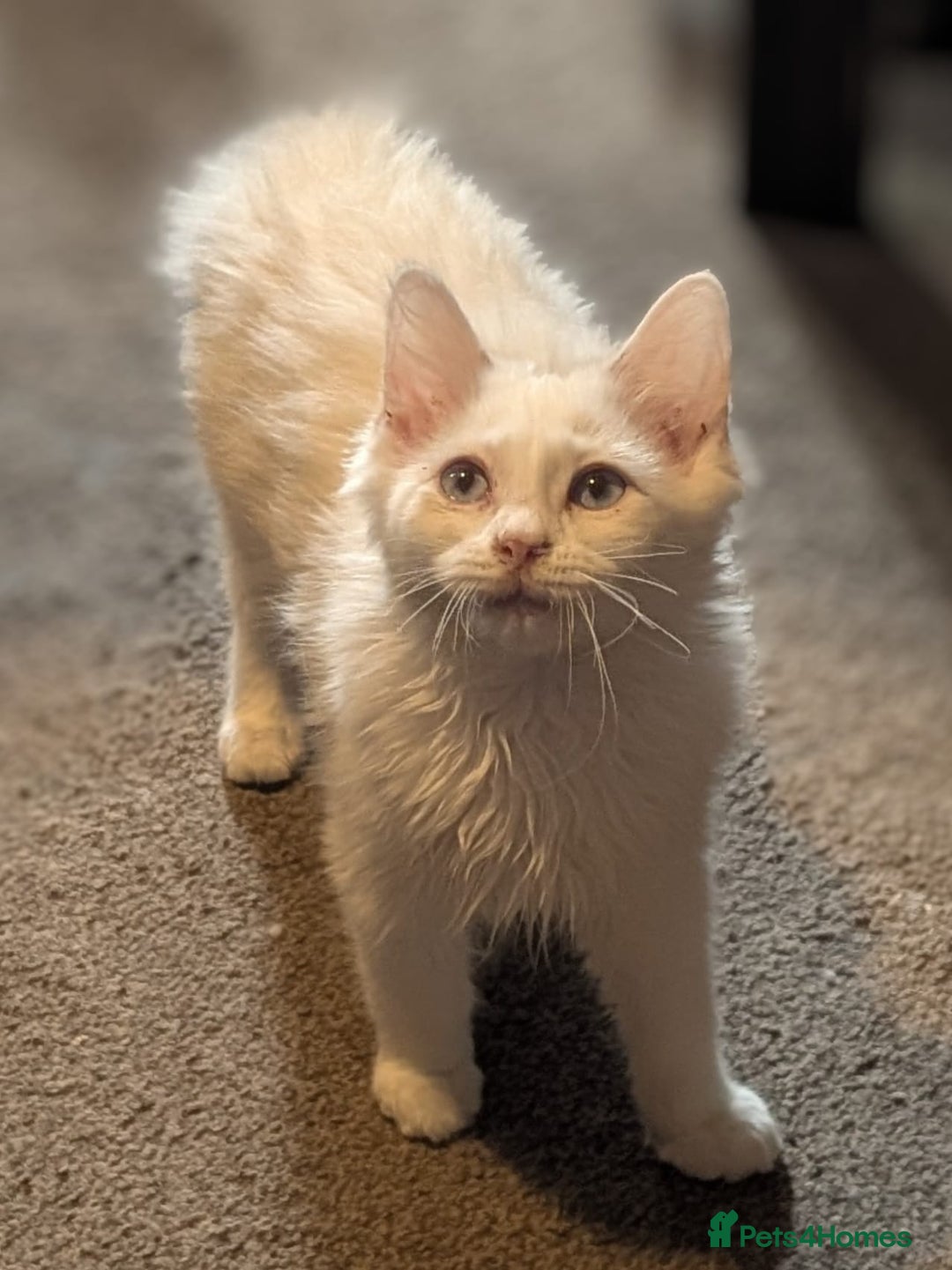 Ragdoll cats for sale: 4 male ragdoll kittens for sale  - Image 3
