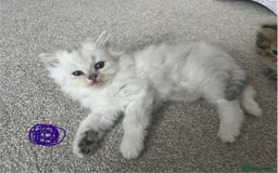 Mixed Breed cats for sale: Scottish fold kittens - Image 7
