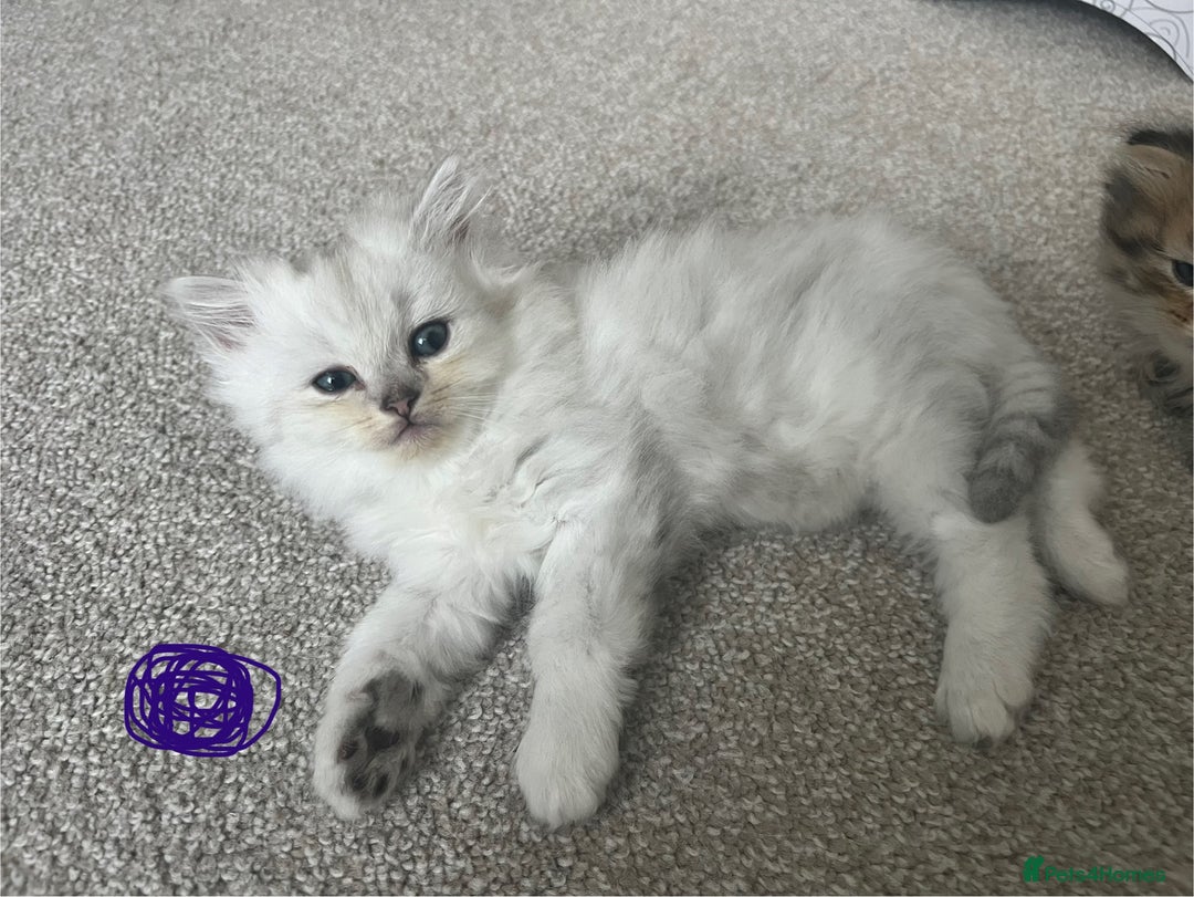 Mixed Breed cats for sale: Scottish fold kittens - Image 7