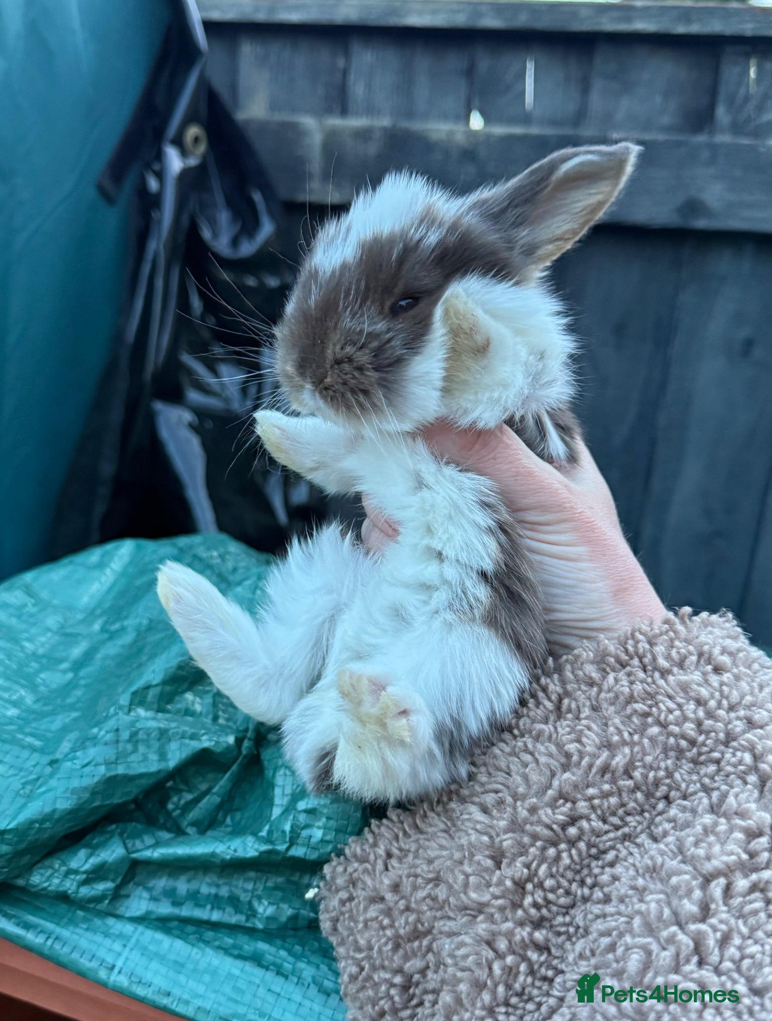 French Lop rabbits 2 x Exceptional Giant French Lop Does - Advert 14