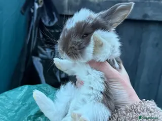 French Lop rabbits 2 x Exceptional Giant French Lop Does - Advert 14
