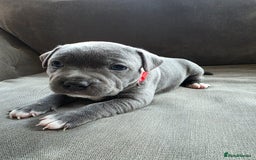 Staffordshire Bull Terrier dogs for sale: Full pedigree blue Staffordshire Bullterrier - Image 1