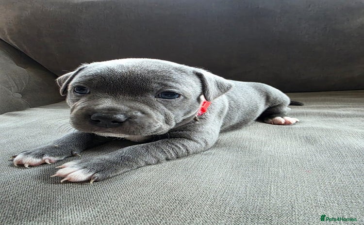 Staffordshire Bull Terrier dogs - Advert 9