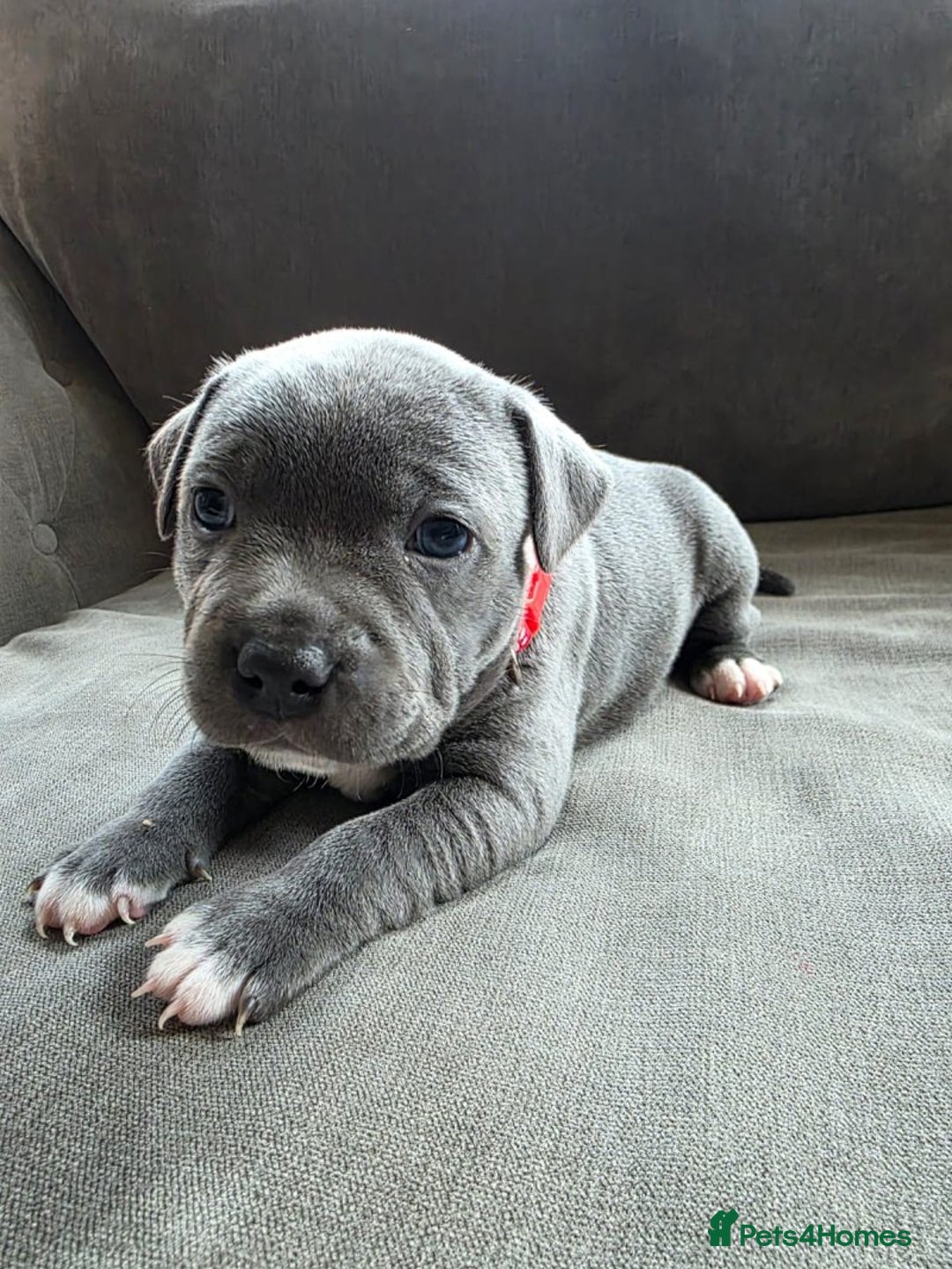 Staffordshire Bull Terrier dogs for sale: Full pedigree blue Staffordshire Bullterrier - Image 1