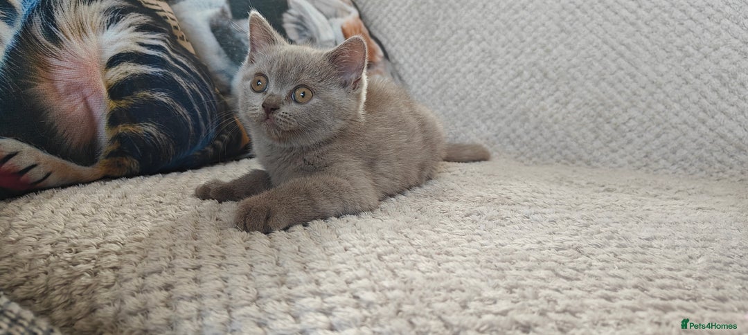 British Shorthair cats for sale: British shorthair blue / lilac kittens  - Image 19