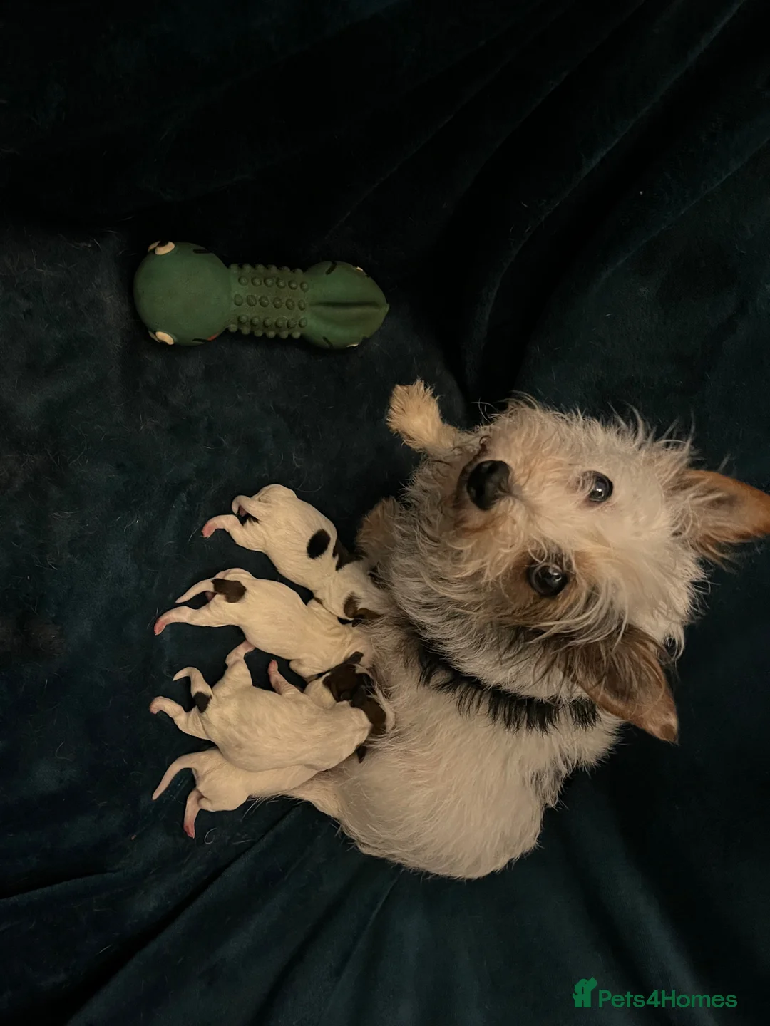 Jack Russell dogs for sale: Miniature wire haired Jack Russell puppies  - Advert 15