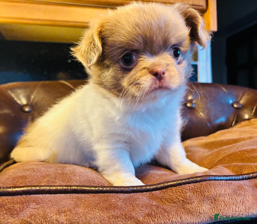 Chihuahua dogs for sale: Handsome long coat tiny chihuahua boy puppies  - Advert 17