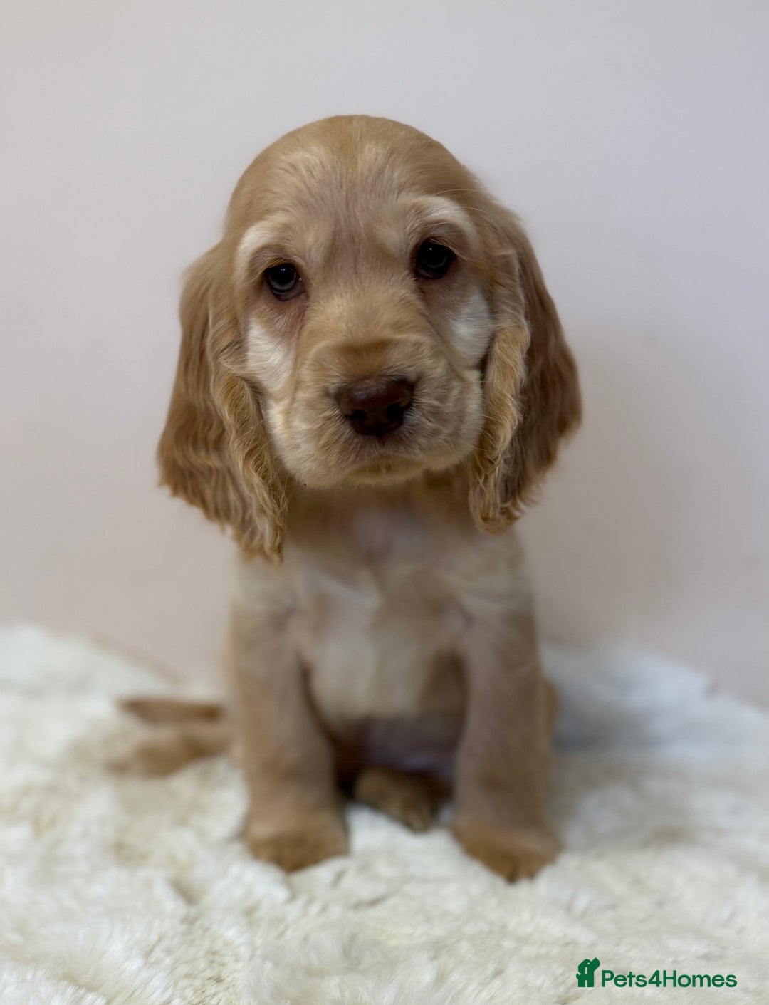 Cocker Spaniel dogs for sale: Golden Cocker Spaniel Puppies - Advert 1