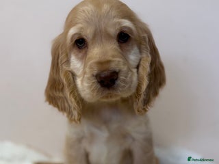 Cocker Spaniel dogs Golden Cocker Spaniel Puppies - Advert 6