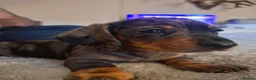 Dachshund dogs for sale: 3 beauifil dachshund puppys  - Advert 17