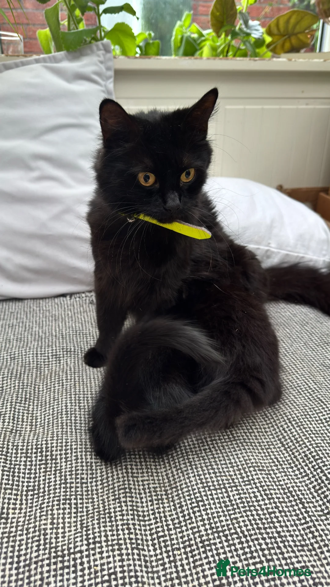Mixed Breed cats for sale: Stunning kittens 🐈‍⬛  - Advert 30