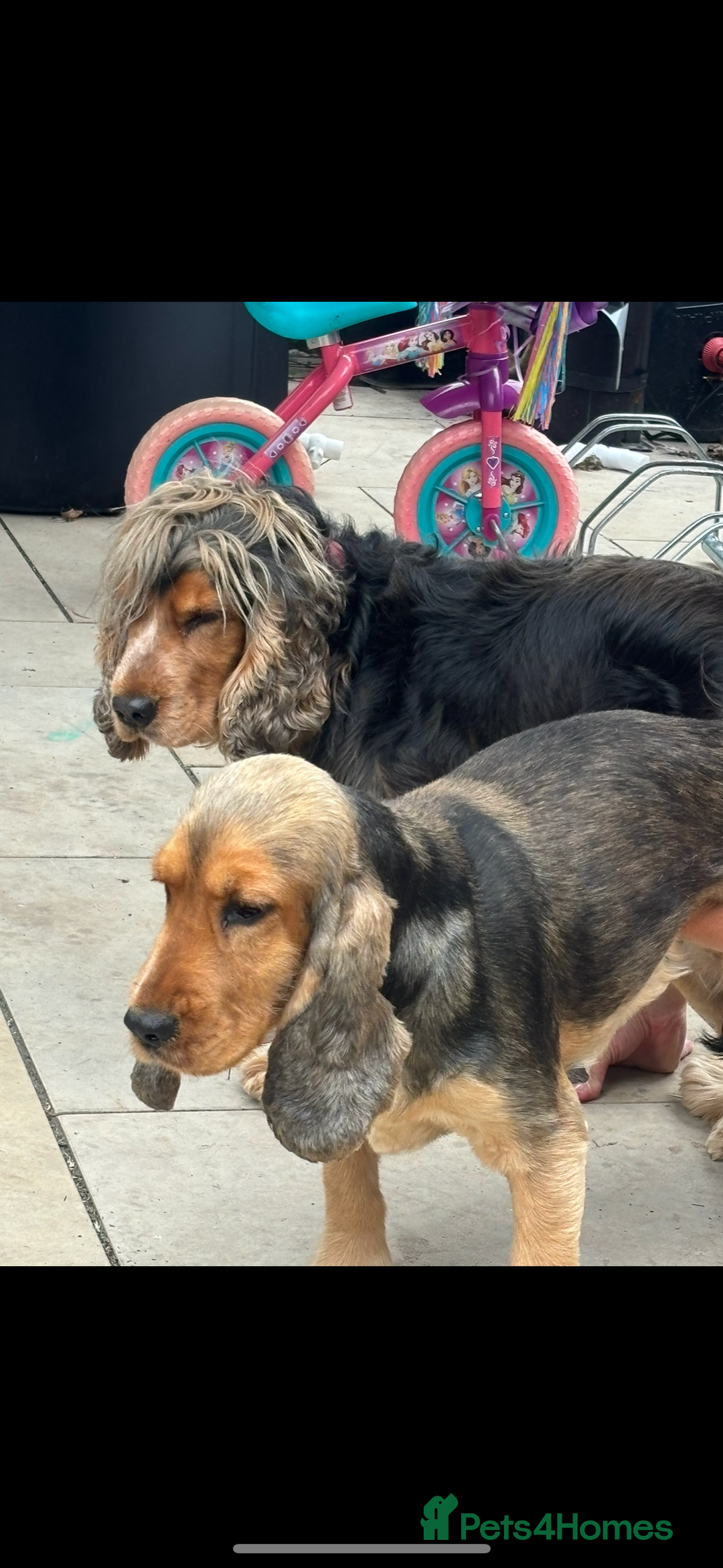 Cocker Spaniel dogs for sale: KC Registered Show Cocker puppies  - Advert 10