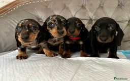 Miniature Dachshund dogs for sale: Miniature Dachshund Puppies - Image 1