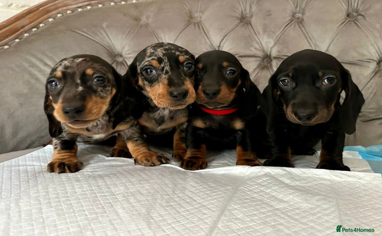 Miniature Dachshund dogs - Advert 5