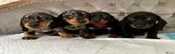 Miniature Dachshund dogs for sale: READY NOW Miniature Dachshund Puppies - Advert 4
